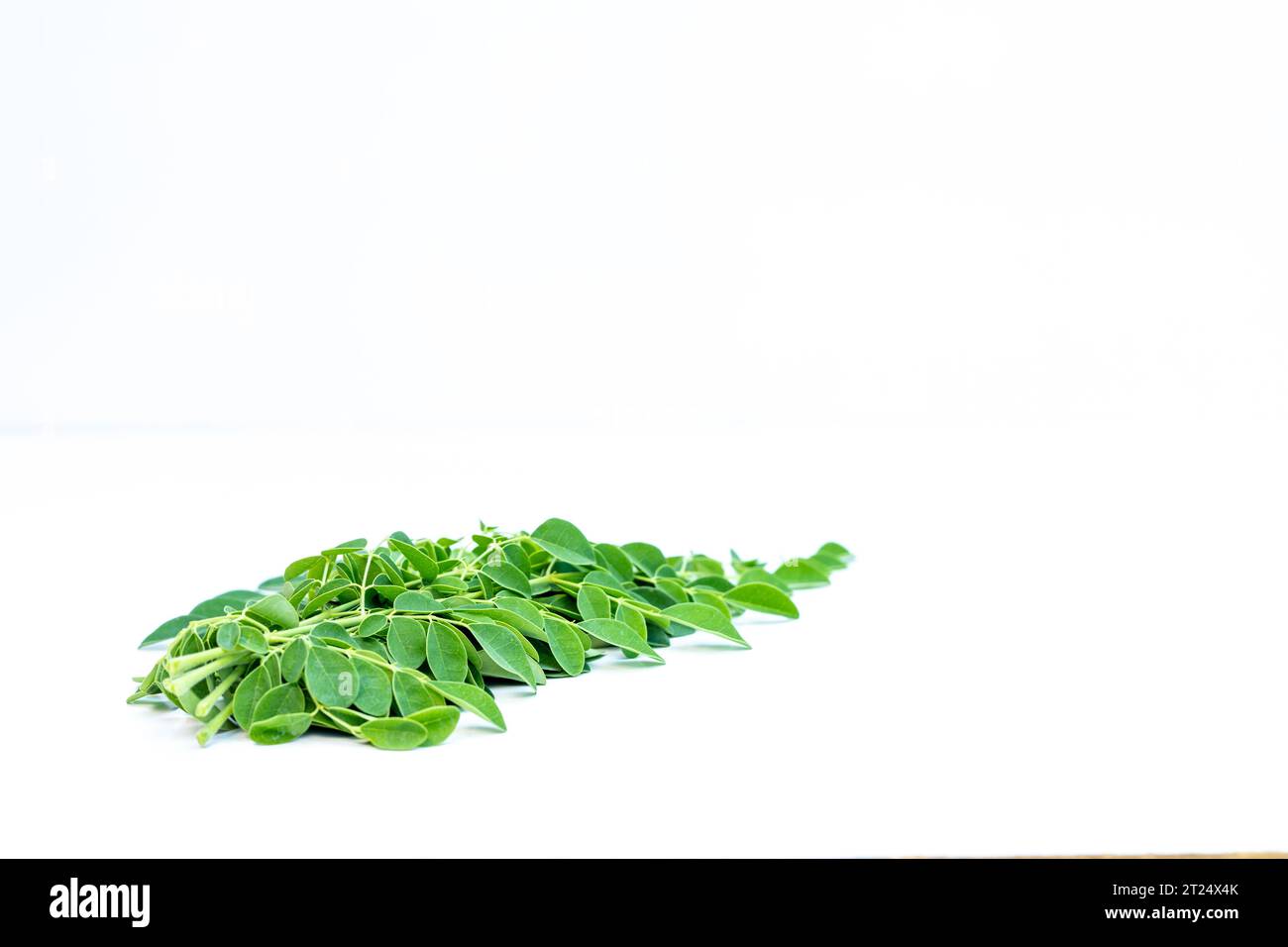 Frische grüne Blätter des Moringa-Baumes isoliert auf weißem Hintergrund Stockfoto