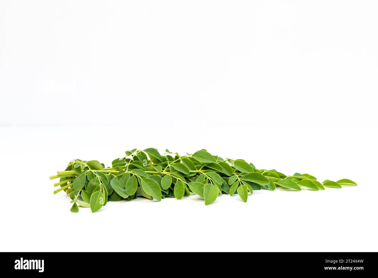 Moringa oleifera-Baum frische Blätter isoliert auf weißem Hintergrund Stockfoto