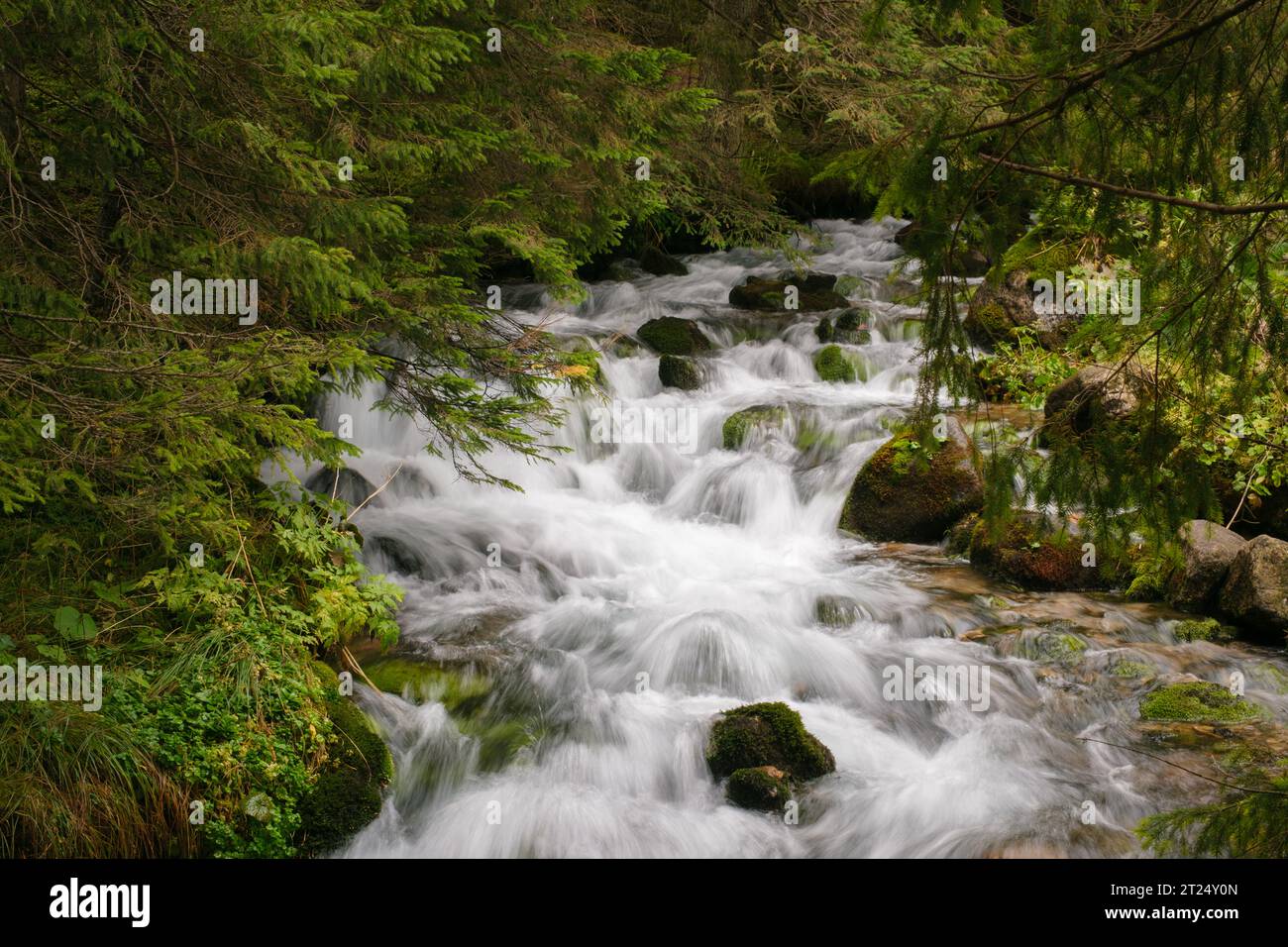 Wunderschöner Gebirgsbach in einem Wald, in Zakopane, Polen Stockfoto