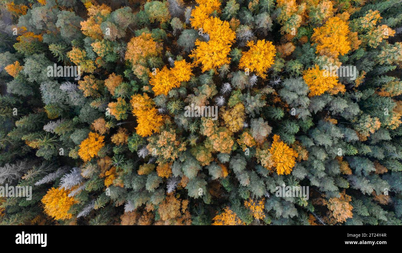 Von oben nach unten auf das Herbstlaub in borealen Wäldern, farbenfrohe Herbstbäume Stockfoto