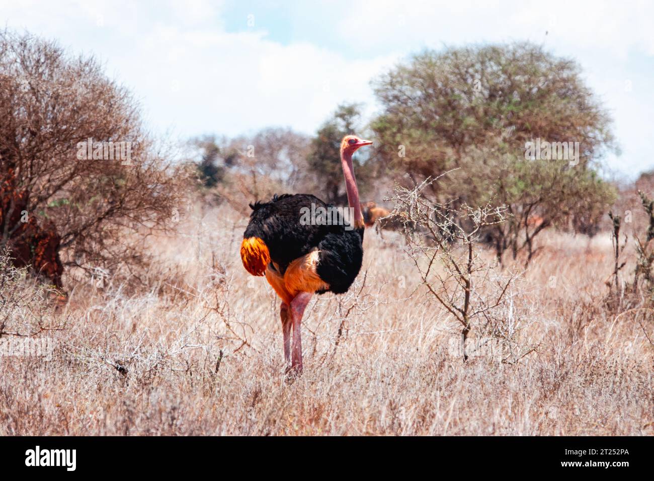 Ein männlicher Strauß in freier Wildbahn im Tsavo East National Park, Kenia Stockfoto