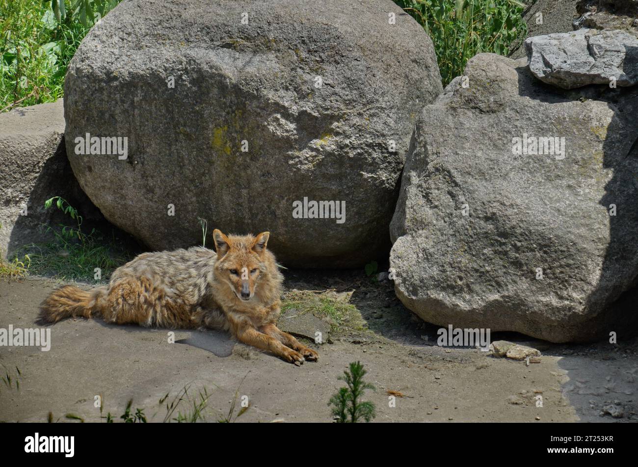 Der goldene Schakal Canis aureus indicus liegt auf dem Boden neben einem großen Stein, Sofia, Bulgarien Stockfoto