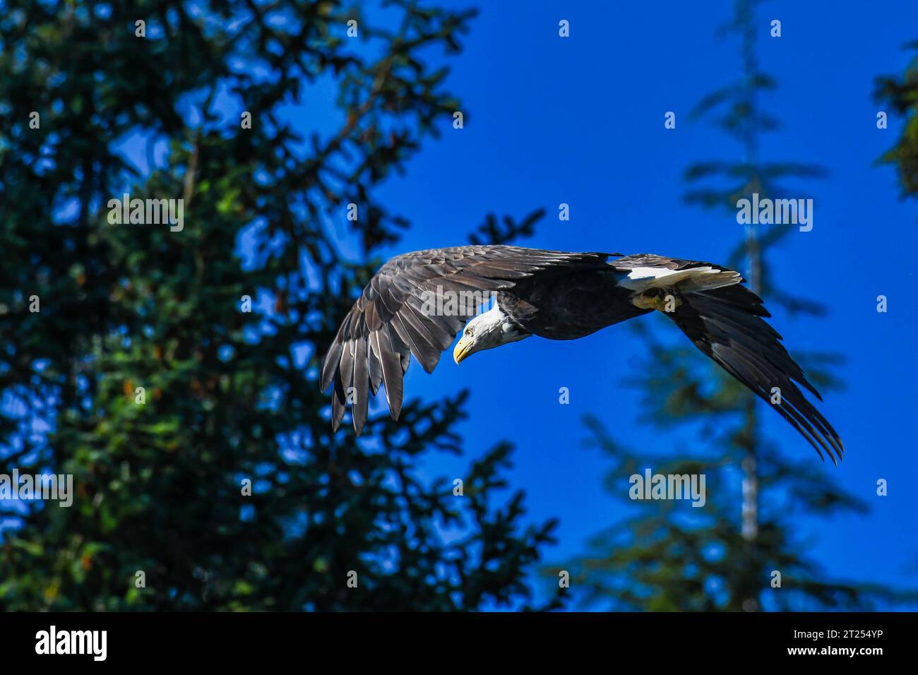 Weißkopfseeadler im Flug gegen Baumkronen in British Columbia, Kanada Stockfoto