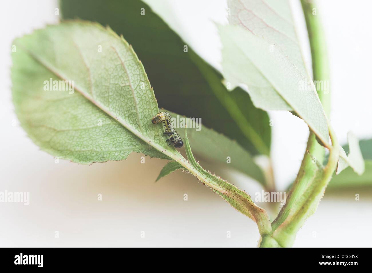 Nahaufnahme einer falschen rosenraupe auf den Blättern eines Rosenbusches, Spanien Stockfoto