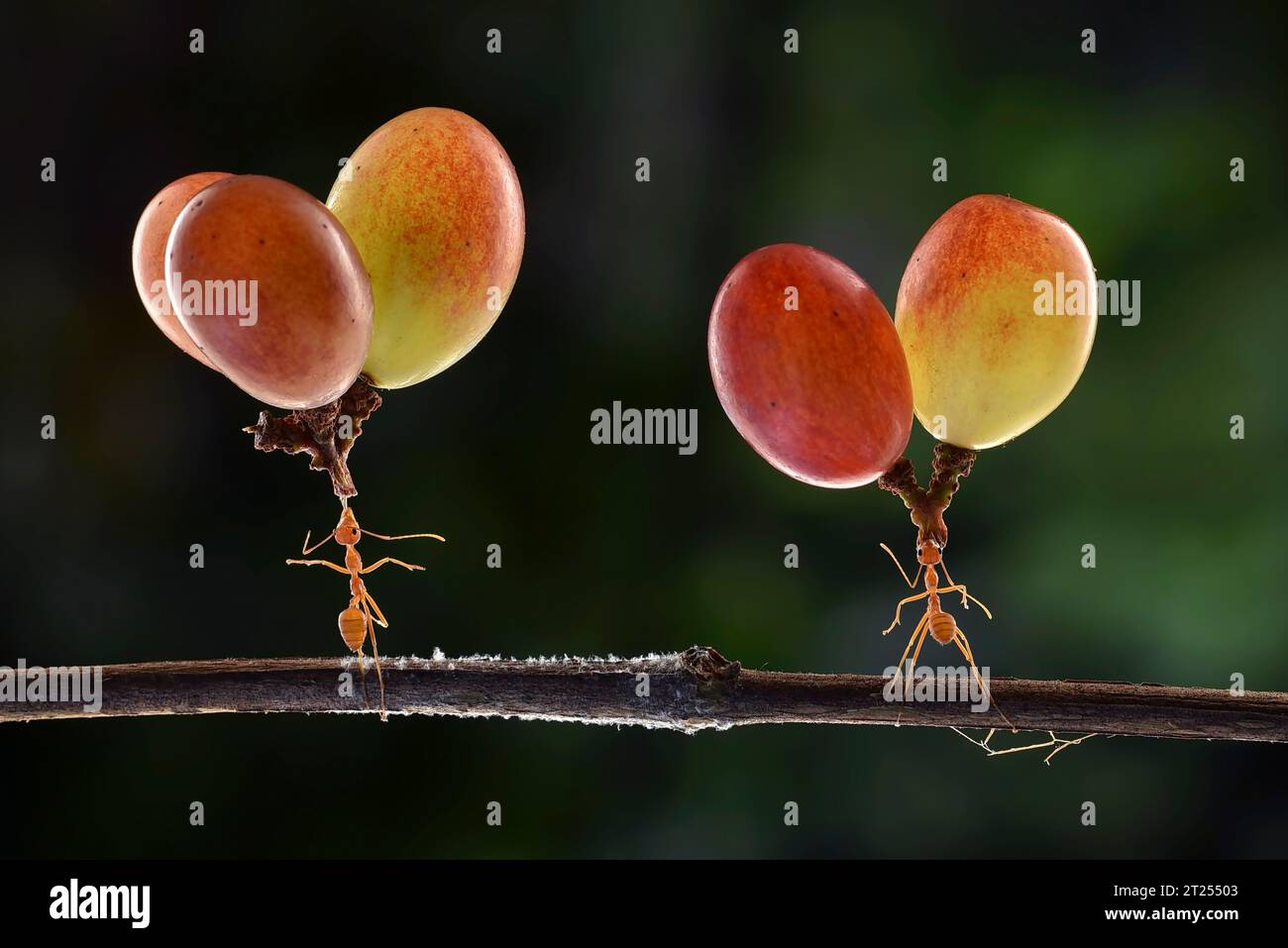 Zwei Ameisen auf einem Zweig mit schweren Trauben Stockfoto