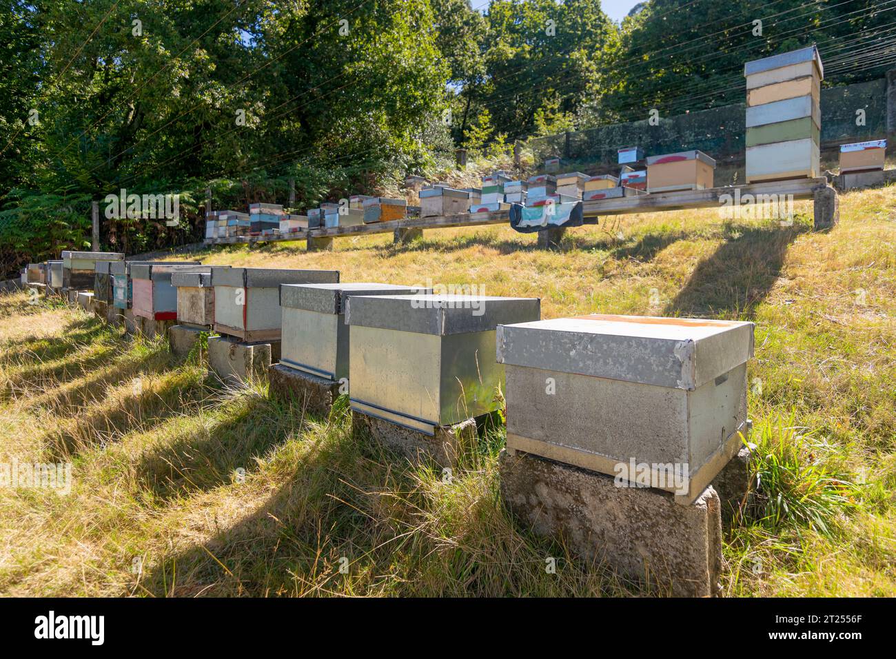 Bienenstöcke im Bienenstock einer kleinen ländlichen Bio-Honigfarm Stockfoto