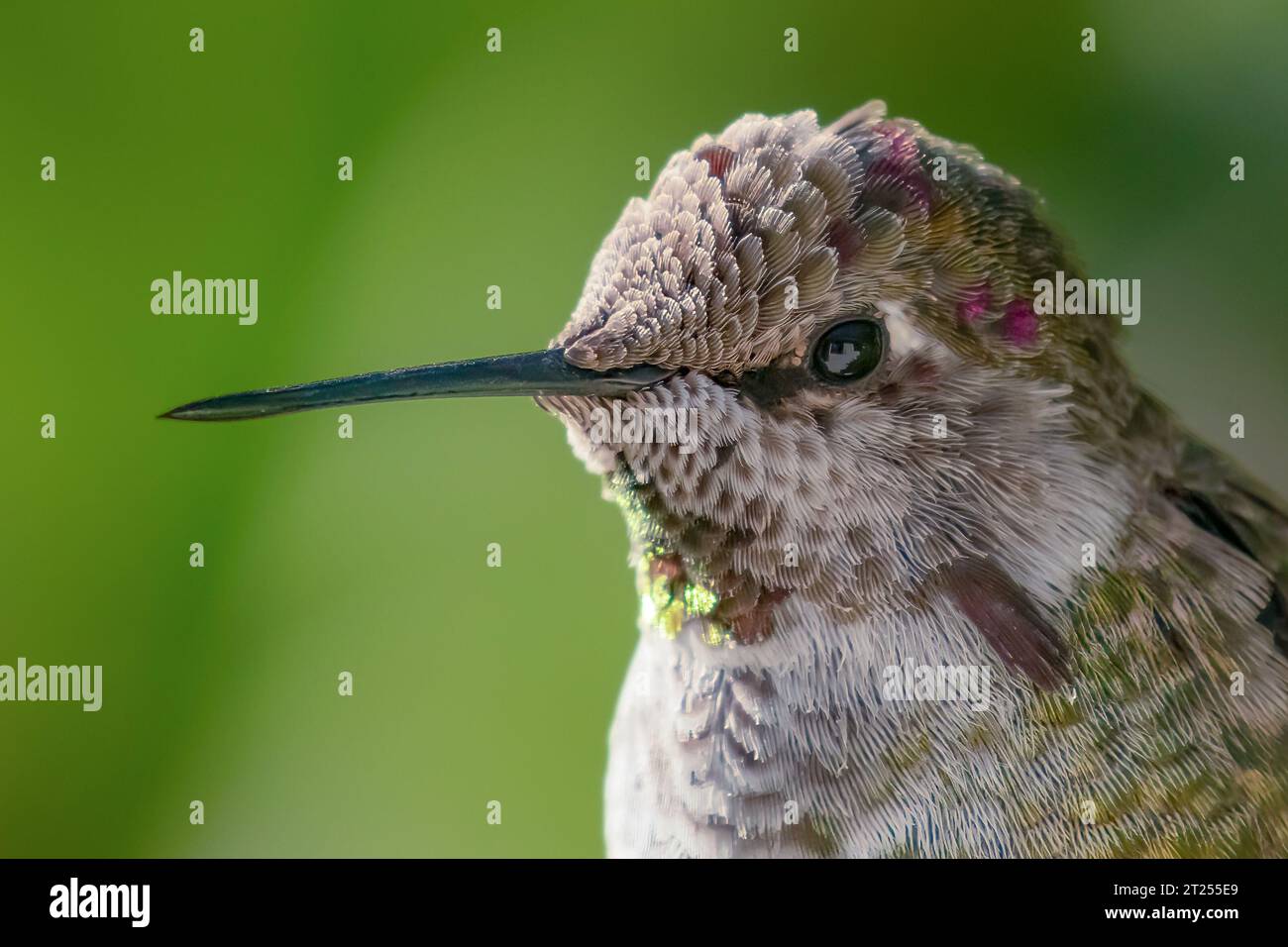 Nahporträt eines Anna's Hummingbird, British Columbia, Kanada Stockfoto