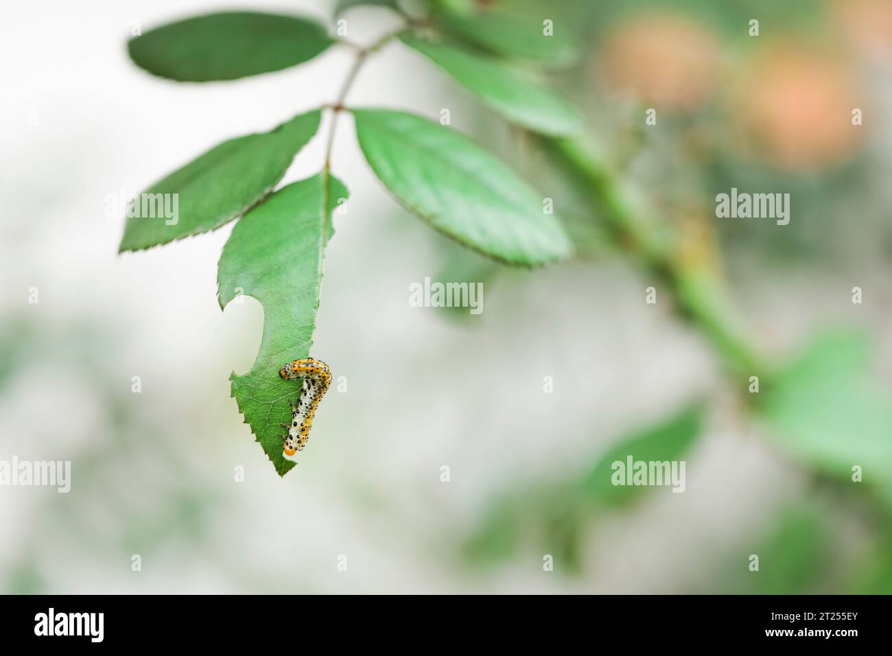 Nahaufnahme einer falschen rosenraupe auf einem Rosenstrauch, Spanien Stockfoto