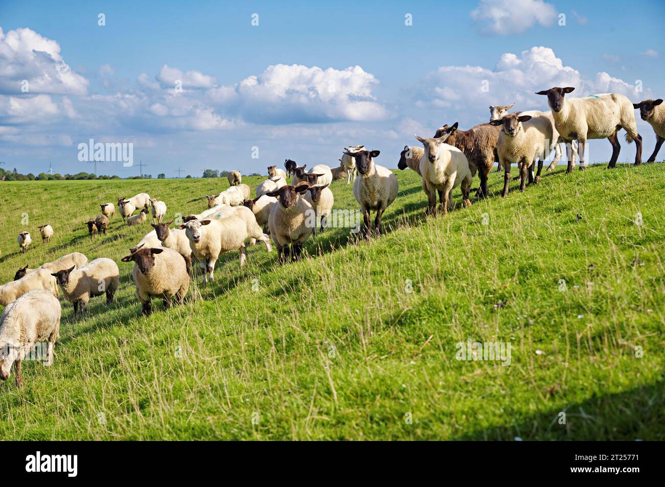 Schafherde auf einem Feld an der Ems, Gandersum, Ostfriesland, Niedersachsen, Deutschland Stockfoto