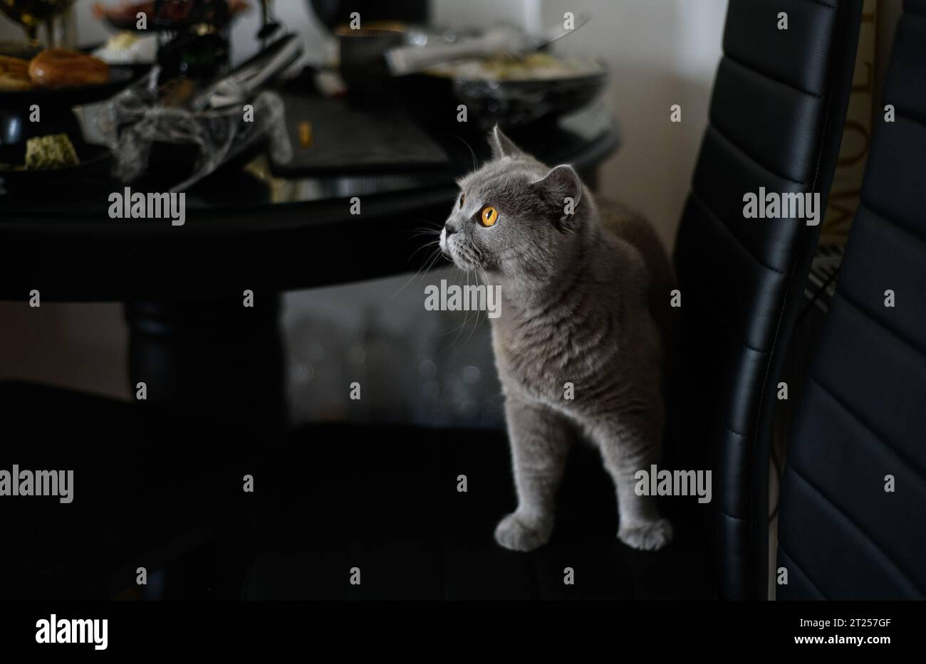 Nahaufnahme einer grauen Katze auf einem Esszimmerstuhl Stockfoto