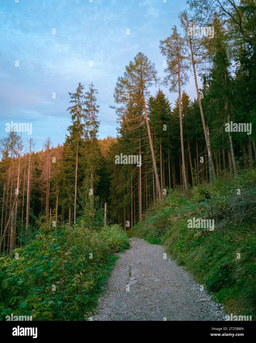 Ein Wanderweg bei Sonnenuntergang in Zakopane, Polen Stockfoto