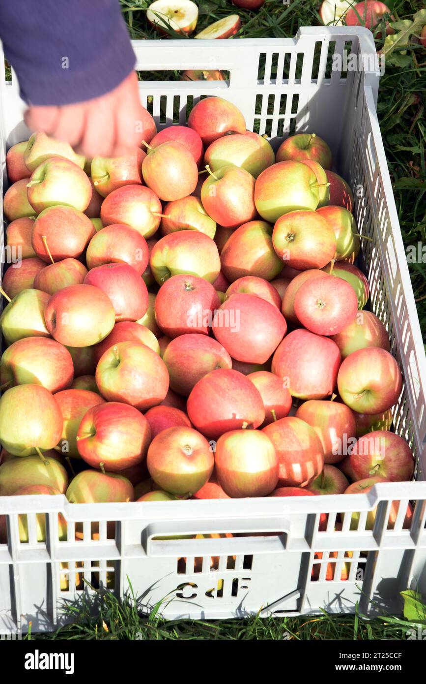 PRODUKTION 16. Oktober 2023, Sachsen, Wurzen Auf dem Obstgarten der