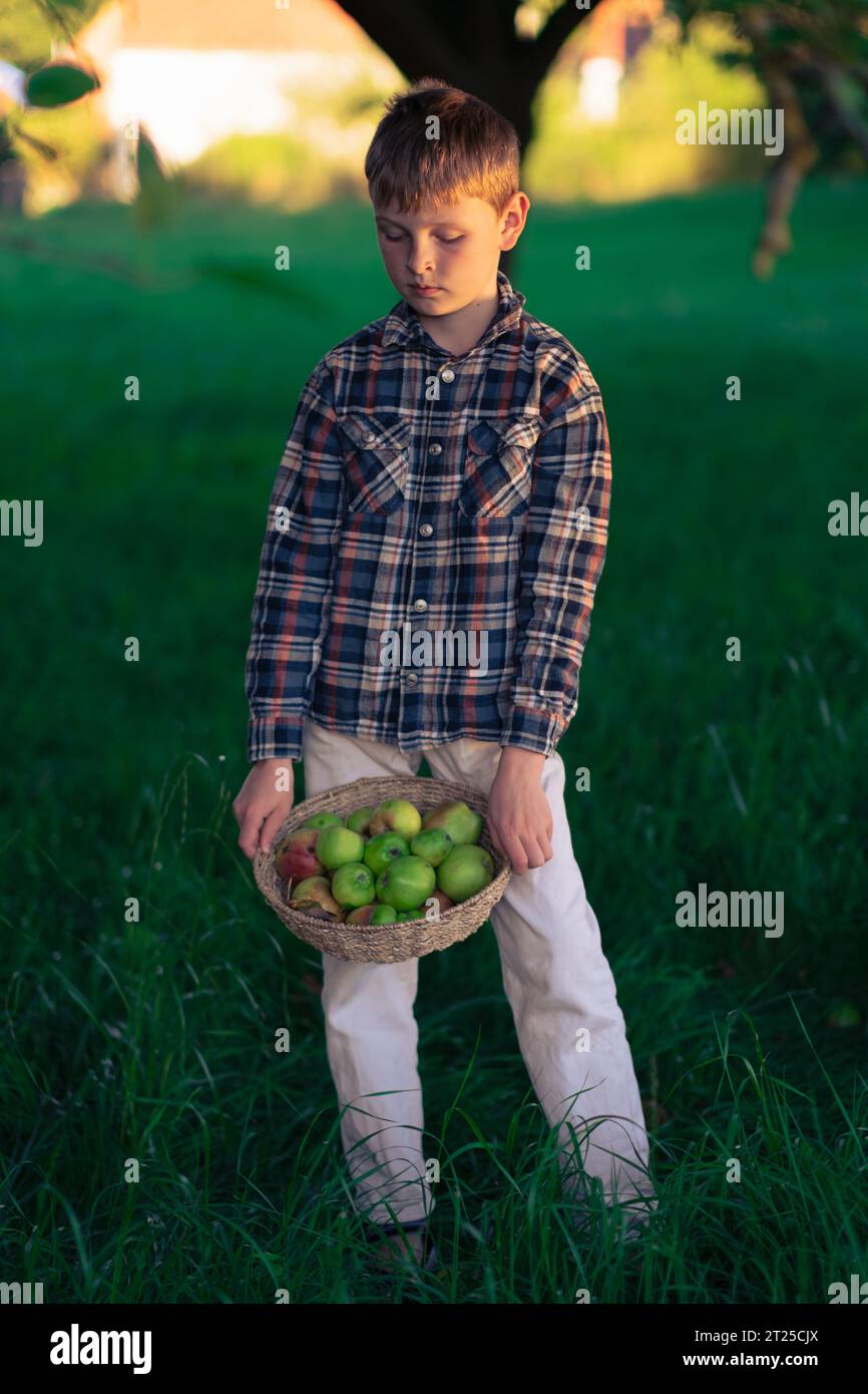 Ein gutaussehender Junge in kariertem Hemd und weißer Hose posiert in einem Apfelgarten mit einem Korb mit Äpfeln. Ein Junge erntet Äpfel im Garten Stockfoto