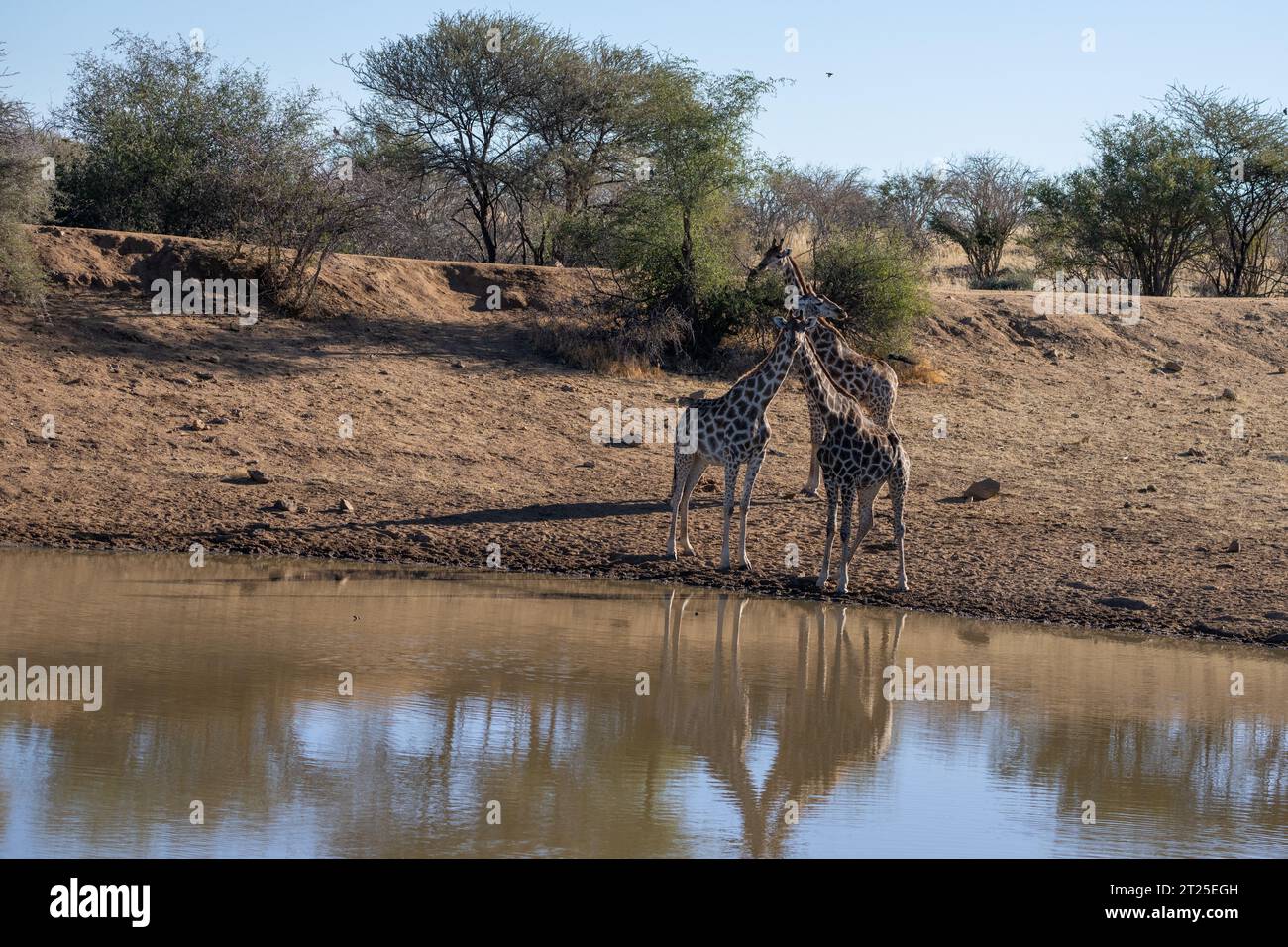 Nubische Giraffe (Giraffa camelopardalis), auch bekannt als Baringo Giraffe oder ugandische Giraffe Mutter und ihre Nachkommen Trinkwasser fotografiert in Etos Stockfoto