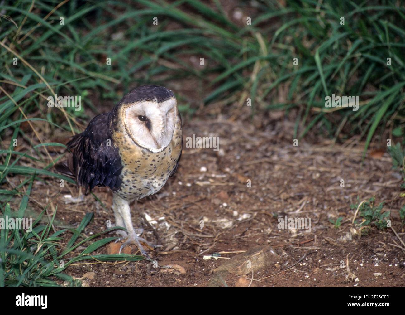 Afrikanische Graseule (Tyto capensis) am Boden fotografiert im August in Südafrika. Die Afrikanische Graseule ist ein nächtlicher Vogel, der selten im Flug gesehen wird Stockfoto