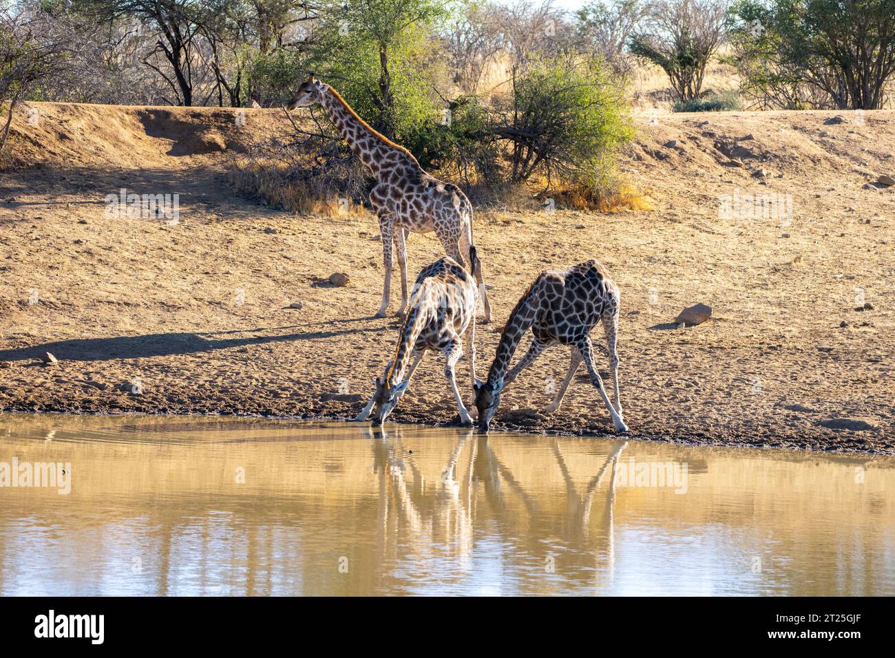 Nubische Giraffe (Giraffa camelopardalis), auch bekannt als Baringo Giraffe oder ugandische Giraffe Mutter und ihre Nachkommen Trinkwasser fotografiert in Etos Stockfoto