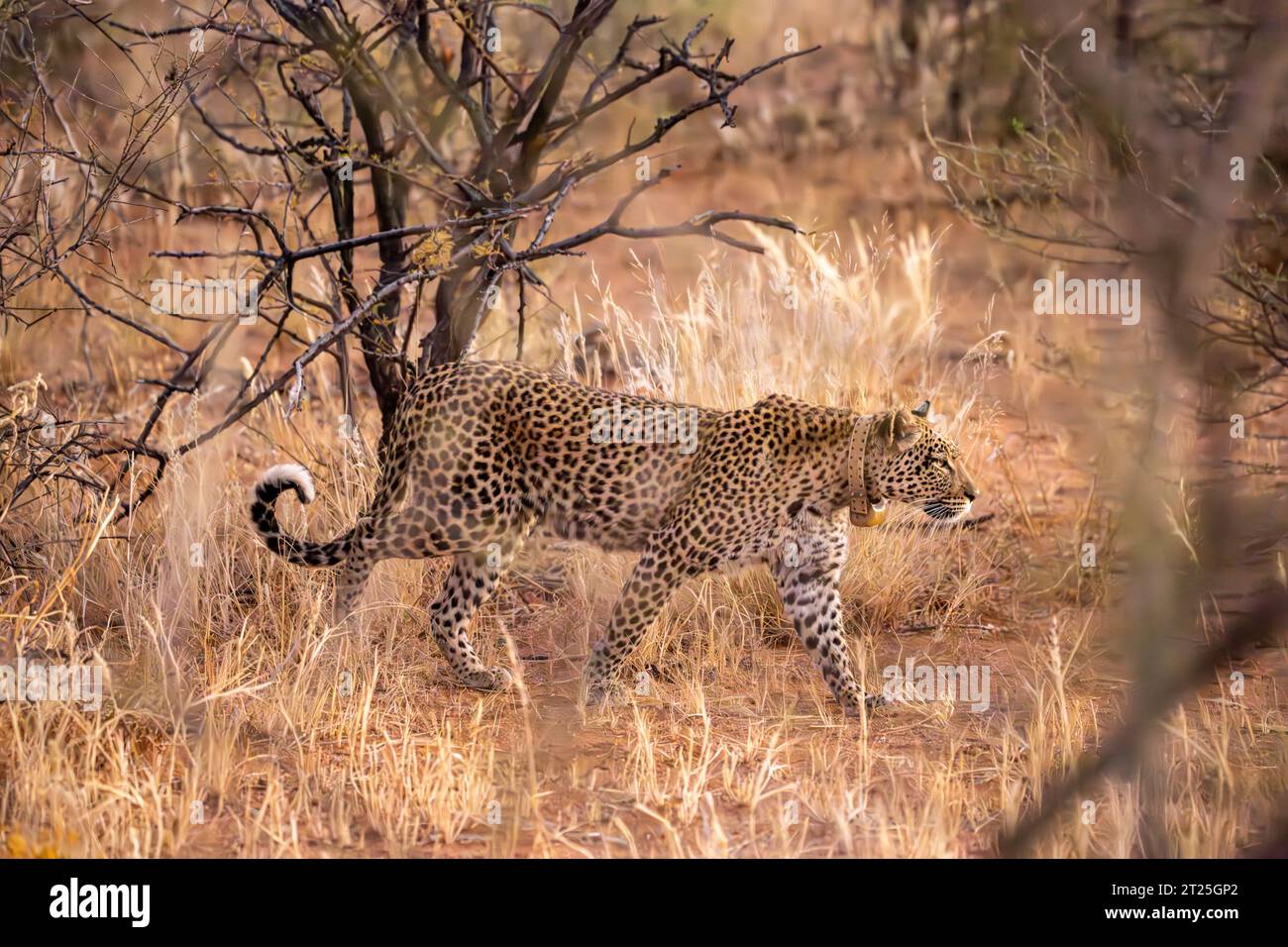 Afrikanischer Leopard (Panthera pardus pardus نمر إفريقي) trägt einen Funk-Tracking-Kragen und verfolgt in der in Namibia fotografierten Savanne Beute Stockfoto