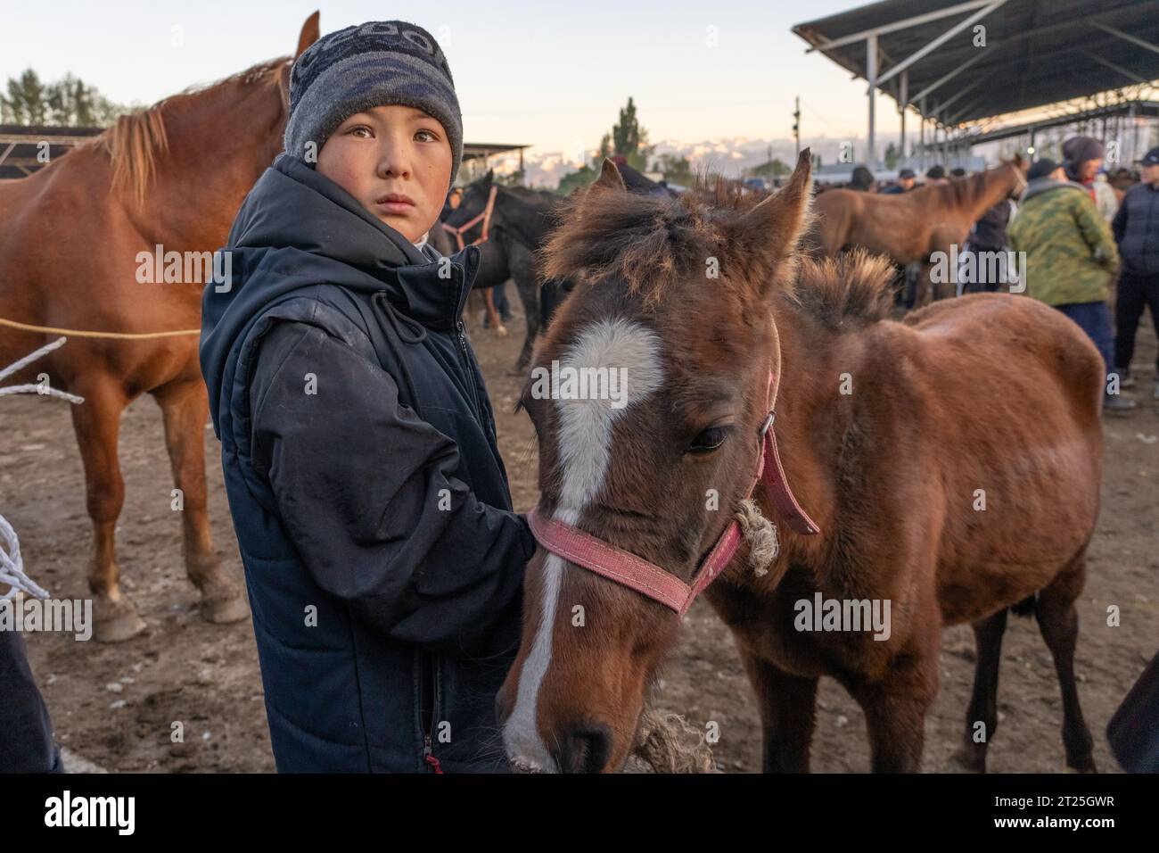 Pferdehändler, Käufer und Verkäufer auf dem wöchentlichen Pferdemarkt in Karakol, Kirgisistan Stockfoto