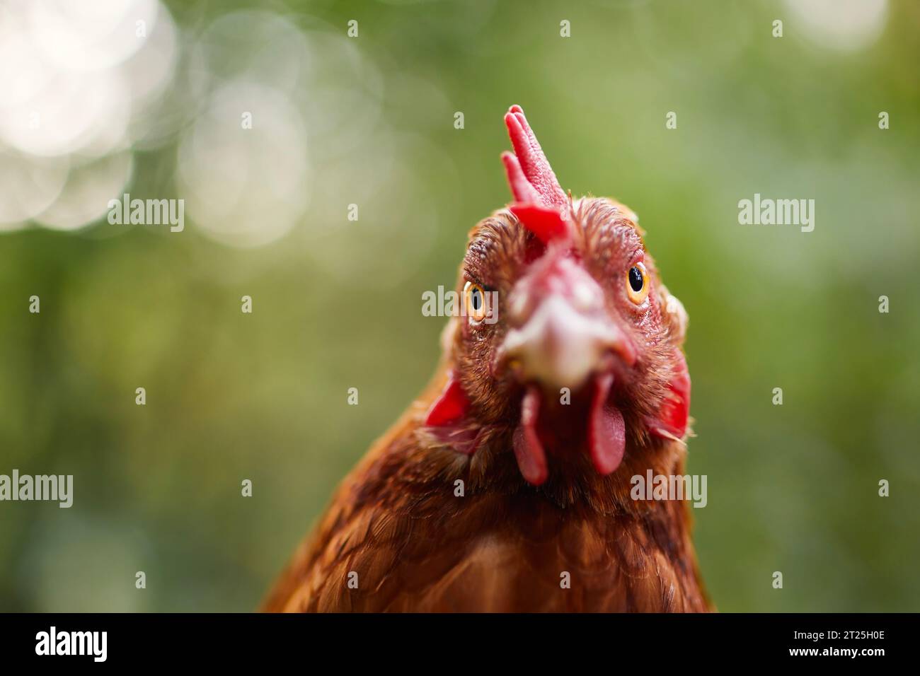 Porträt eines neugierigen Hühnchens, der in die Kamera schaut. Selektiver Fokus gegenüber grüner Natur für den Kopierraum. Themen des Geflügels, des ökologischen Landbaus und der Selbstversorgung Stockfoto