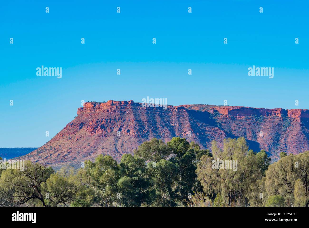 Die Gorge Gill Range in der Nähe des Kings Canyon (Watarrka) Northern Territory, Australien, mit Wüsteneichen (Allocasuarina decaisneana) im Vordergrund Stockfoto
