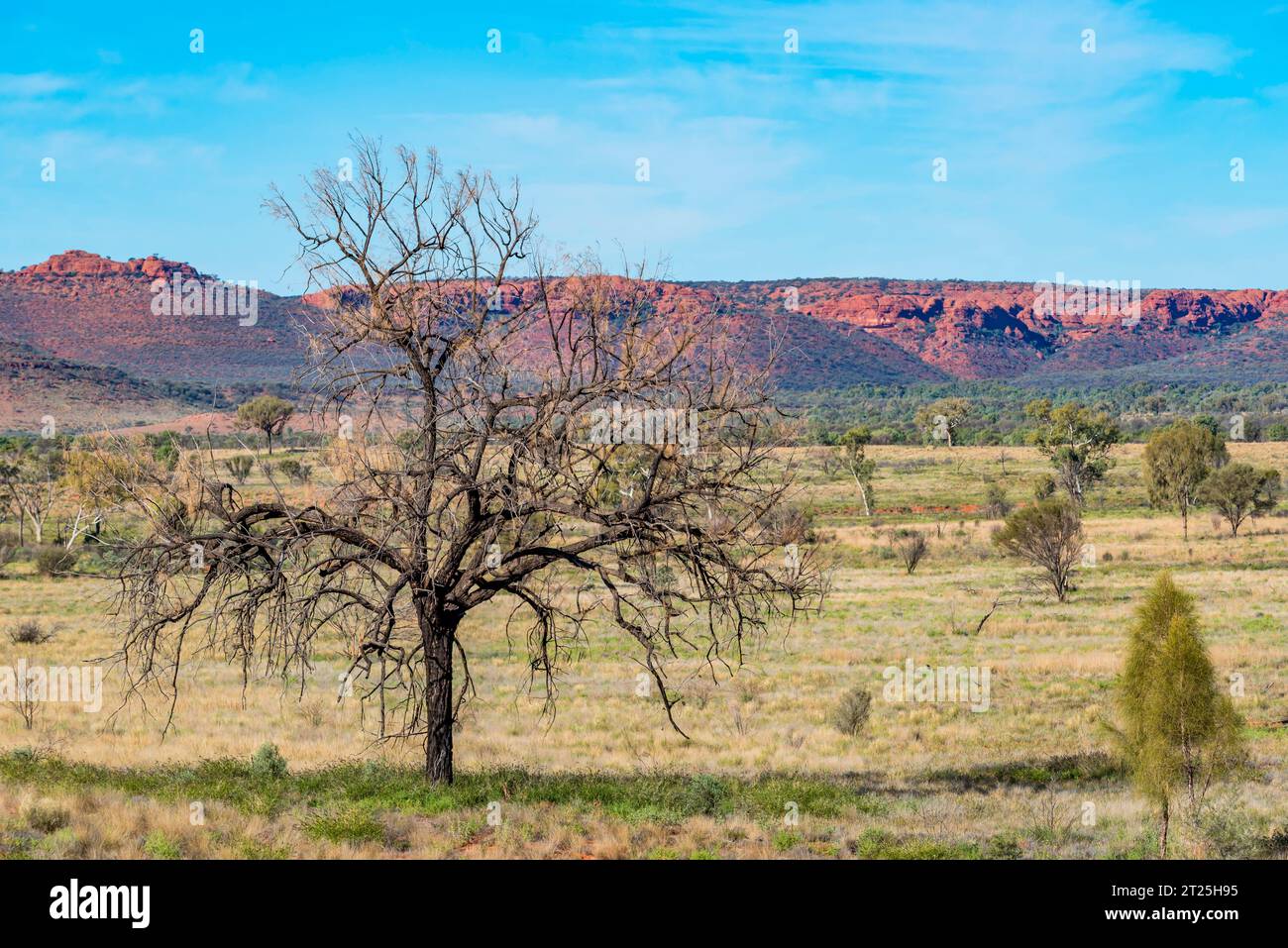 Die Gorge Gill Range in der Nähe des Kings Canyon (Watarrka) Northern Territory, Australien, mit einem jungen und alten Desert Oak Baum im Vordergrund Stockfoto