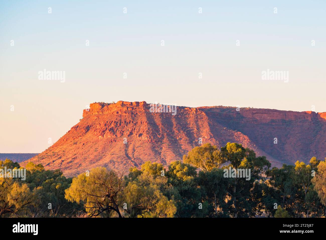 Die Gorge Gill Range in der Nähe des Kings Canyon (Watarrka) Northern Territory, Australien, mit Wüsteneichen (Allocasuarina decaisneana) im Vordergrund Stockfoto