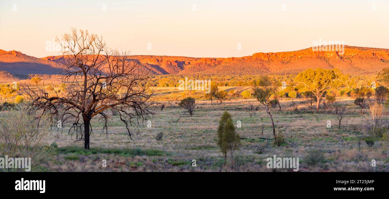 Panoramaaufnahme der Gorge Gill Range in der Nähe des Kings Canyon (Watarrka) Northern Territory, Australien mit einer jungen und alten Desert Oak im Vordergrund Stockfoto
