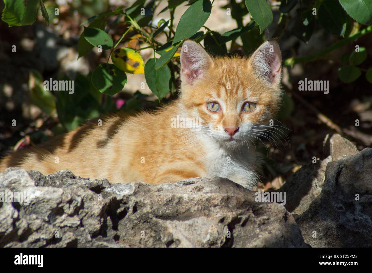 Orangefarbenes Kätzchen Stockfoto