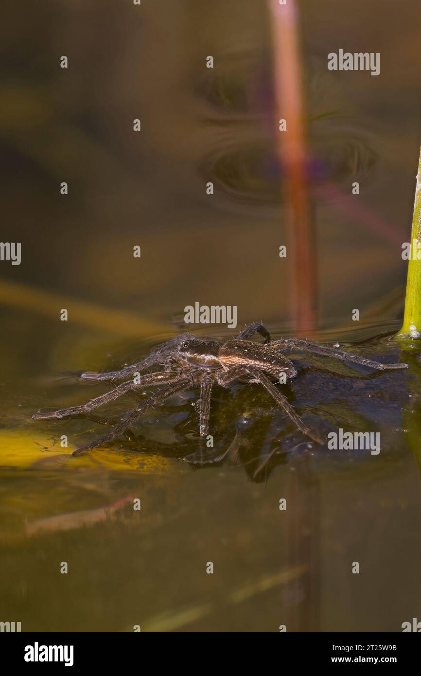 Pirate Wolf Spider (Pirata piraticus) Norfolk Juli 2023 Stockfoto