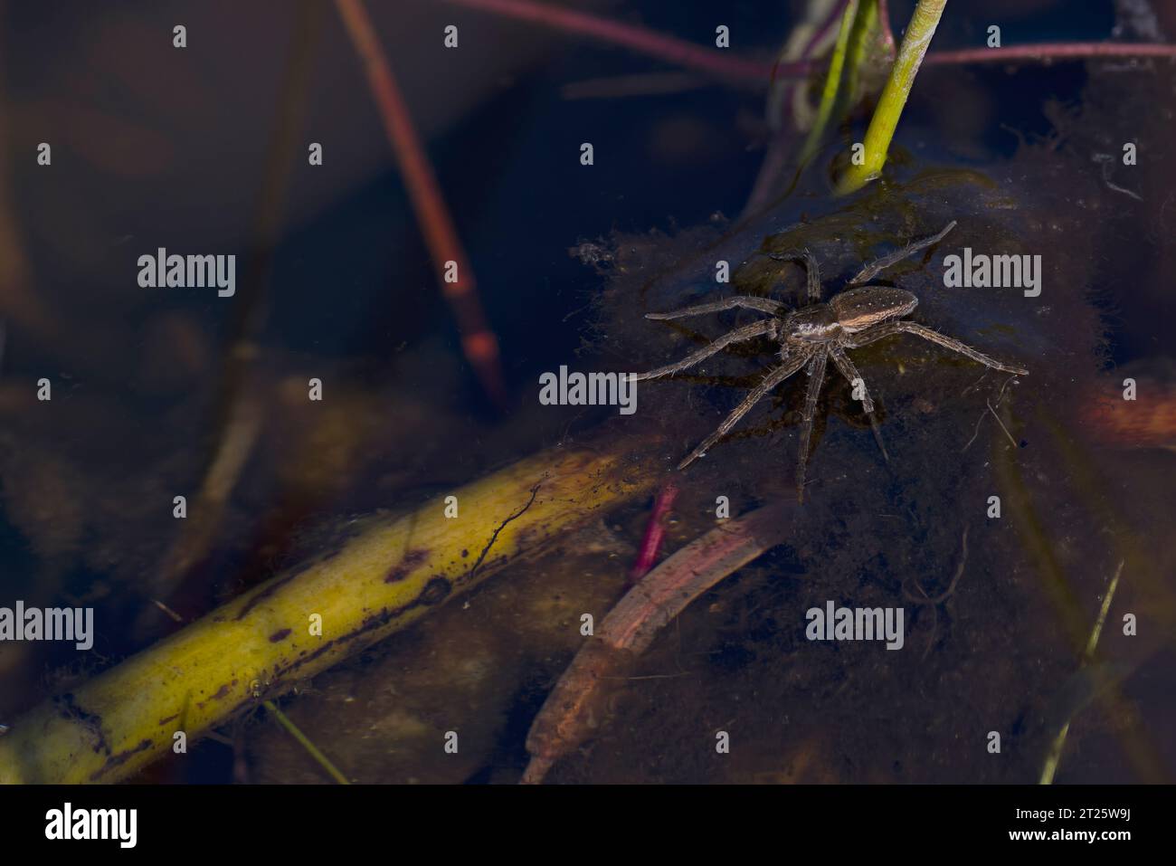Pirate Wolf Spider (Pirata piraticus) Norfolk Juli 2023 Stockfoto