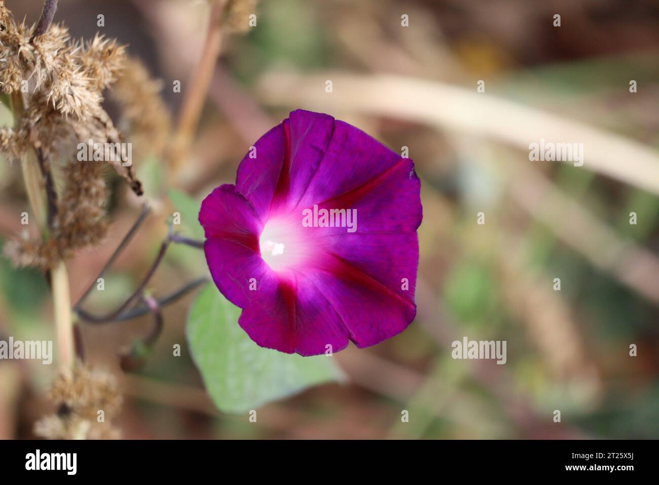 Purpurpurer Morgenruhm auf einer Wiese Stockfoto