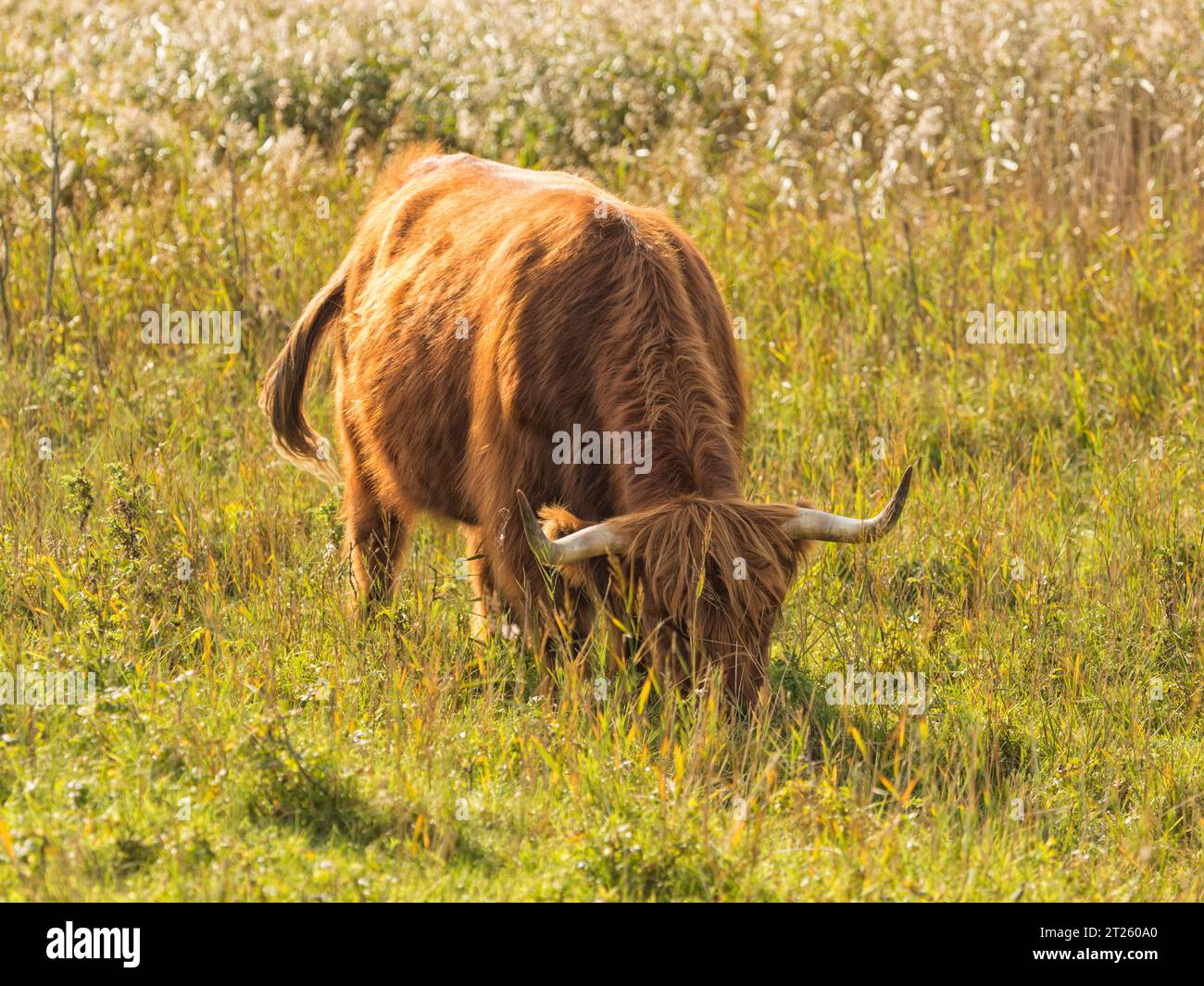 Galloway-Rinder auf einer Wiese in Sønderho, Fanø, Dänemark, weiden im Sonnenlicht Stockfoto