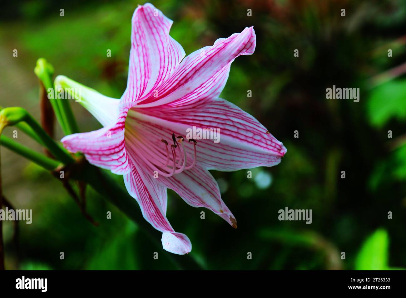 Barbados Lilie ist eine Blume, die im Herbst blüht und durch weiße Streifen in Blättern und Blüten gekennzeichnet ist. Stockfoto