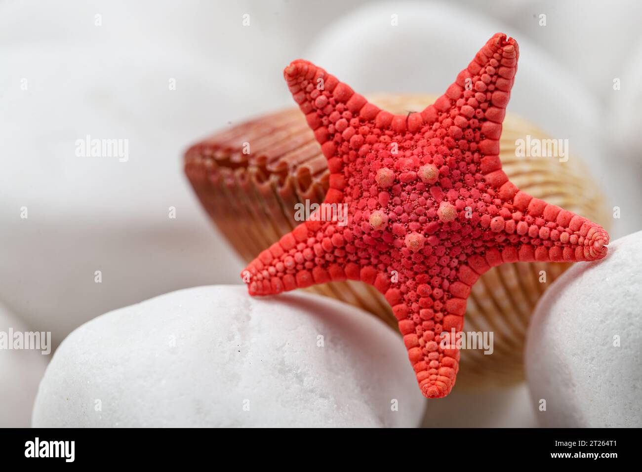 Seesterne und Meeresfrüchte auf weißen Felsen Stockfoto