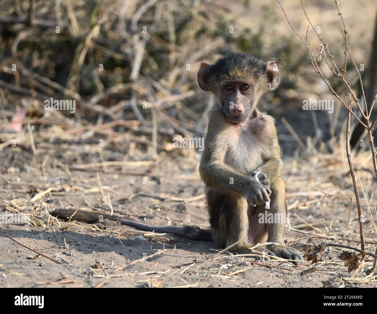 Winziges Chacma-Pavian-Baby, das im Sand sitzt Stockfoto