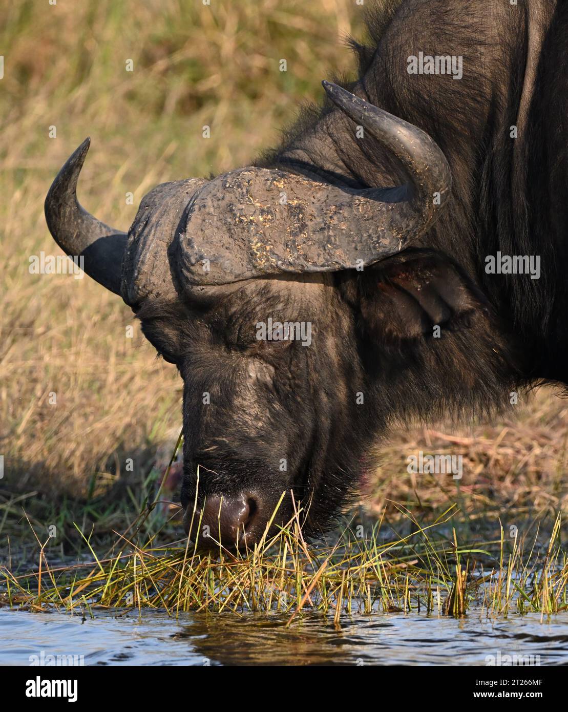 Porträt eines Kaffir-Büffels, der am Ufer weidet Stockfoto