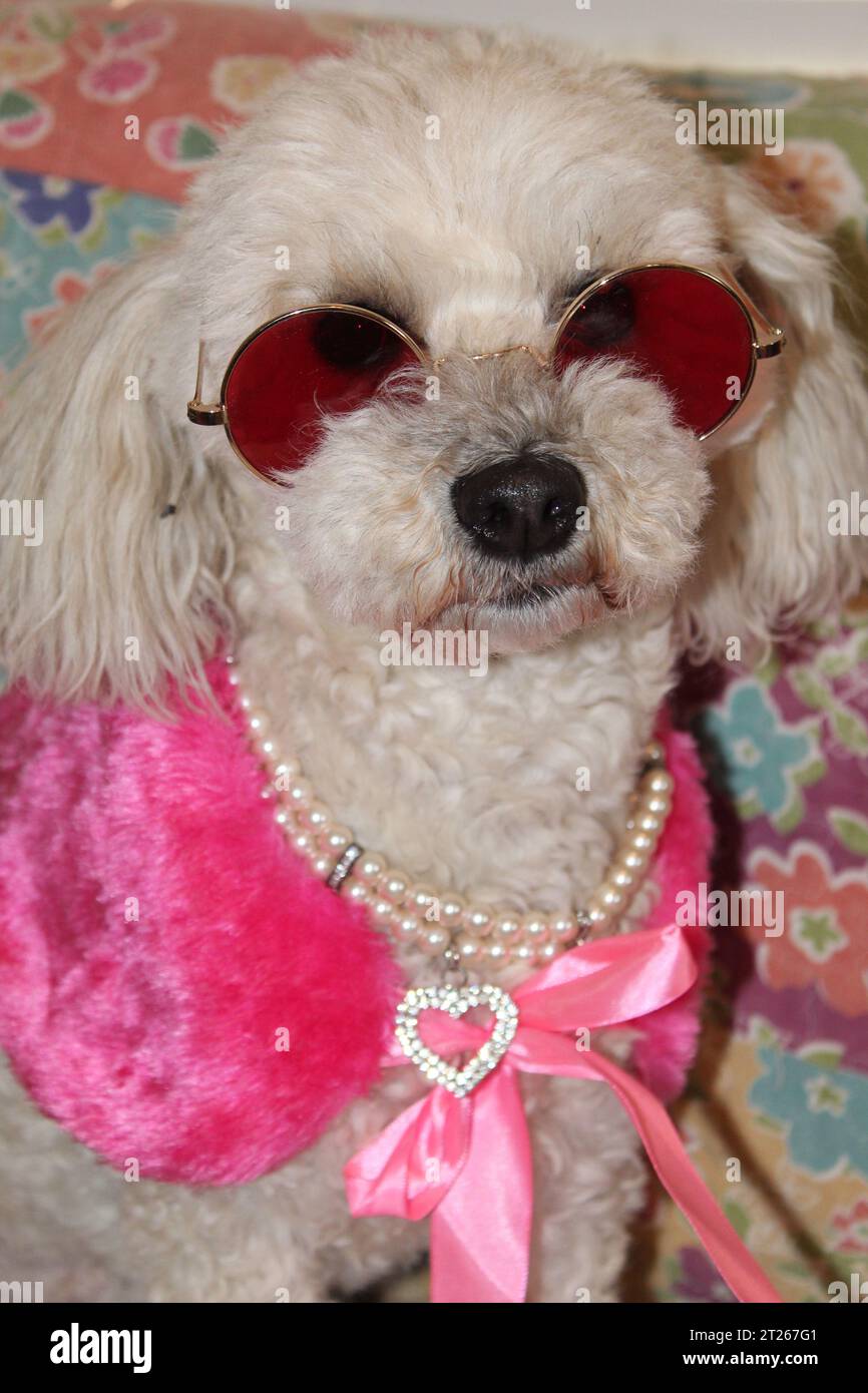 Miniatur-Pudel in Pink Stockfoto