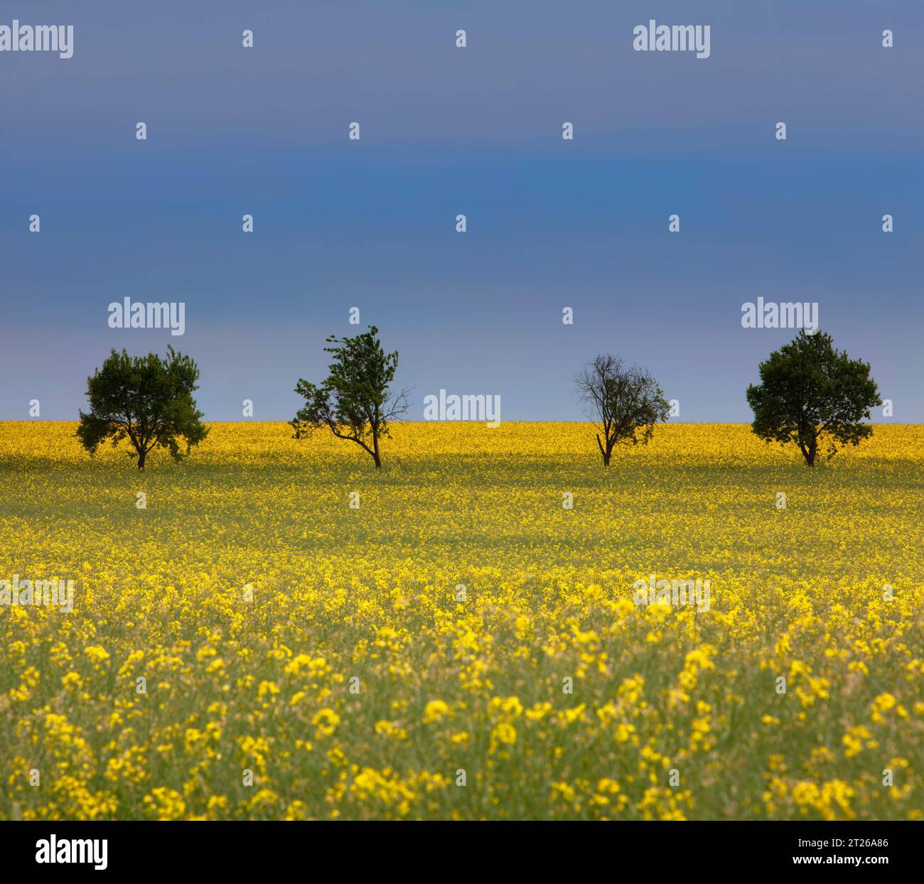 Landschaft bei Uslar, Landkreis Northeim, Weserbergland, Südniedersachsen, Deutschland, Europa Stockfoto
