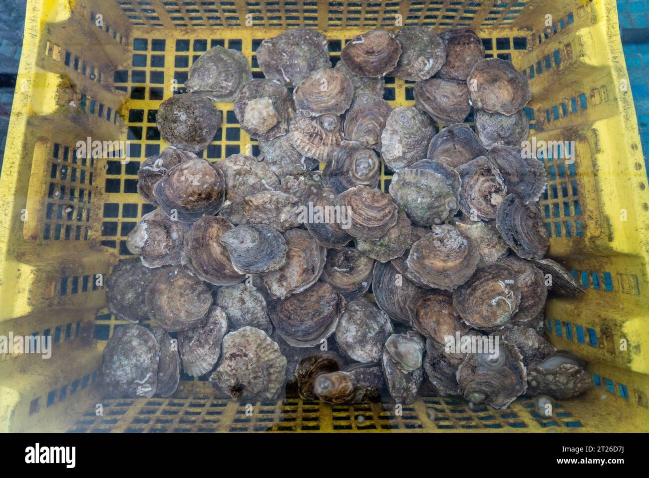 Oyster Farm In Der Bucht Von Morlaix, Bretagne Stockfoto