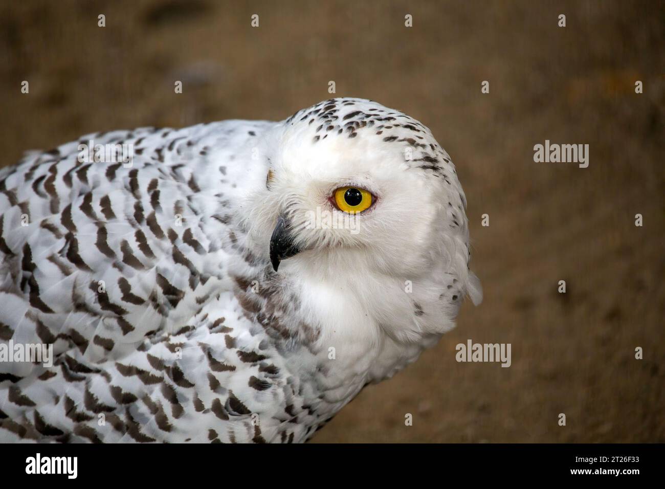 Der schneebedeckte Eulen (Bubo scandiacus) ist ein majestätischer und