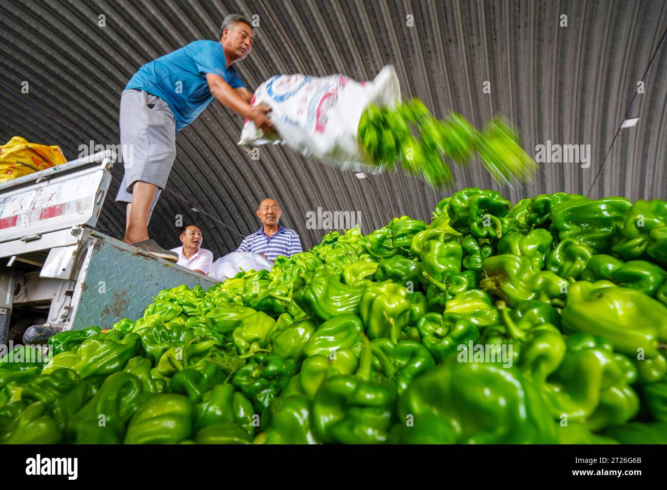 Luannan County, China - 26. August 2023: Gemüsebauern entladen Chili. Stockfoto