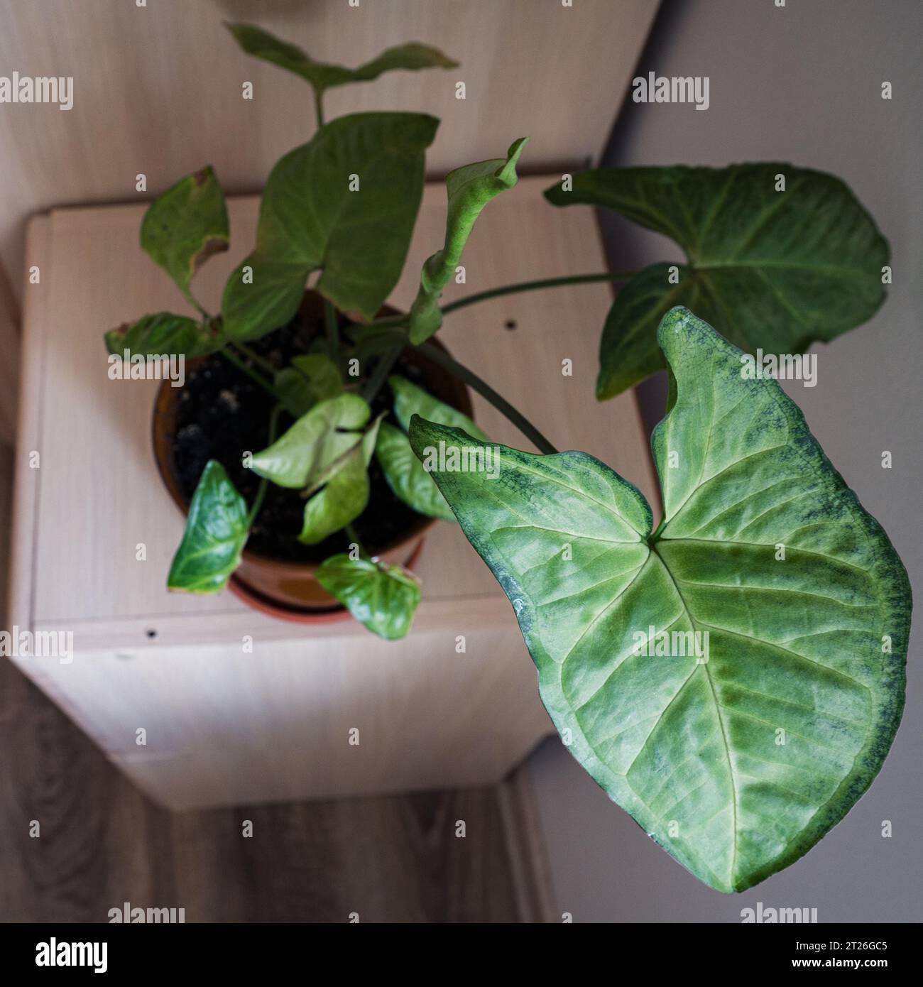 Grüne Pflanze im kreisförmigen Topf im hellen Innenraum. Draufsicht. Zimmerpflanze mit großem Blatt Stockfoto