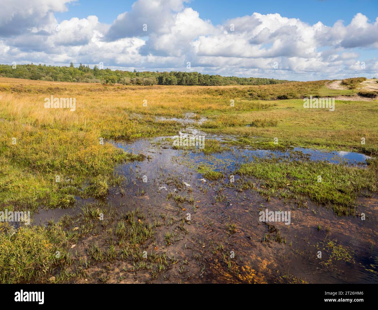 Stream and Wetlands, Nr Brockenhurst, Heathlands, New Forest National Park, New Forest, England, Großbritannien, GB. Stockfoto