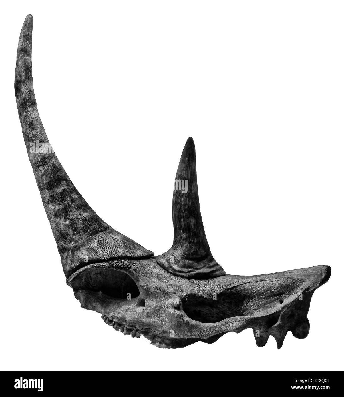 Fotomadel Wollnashorn, fossile Tiere, Paläontologie Stockfoto