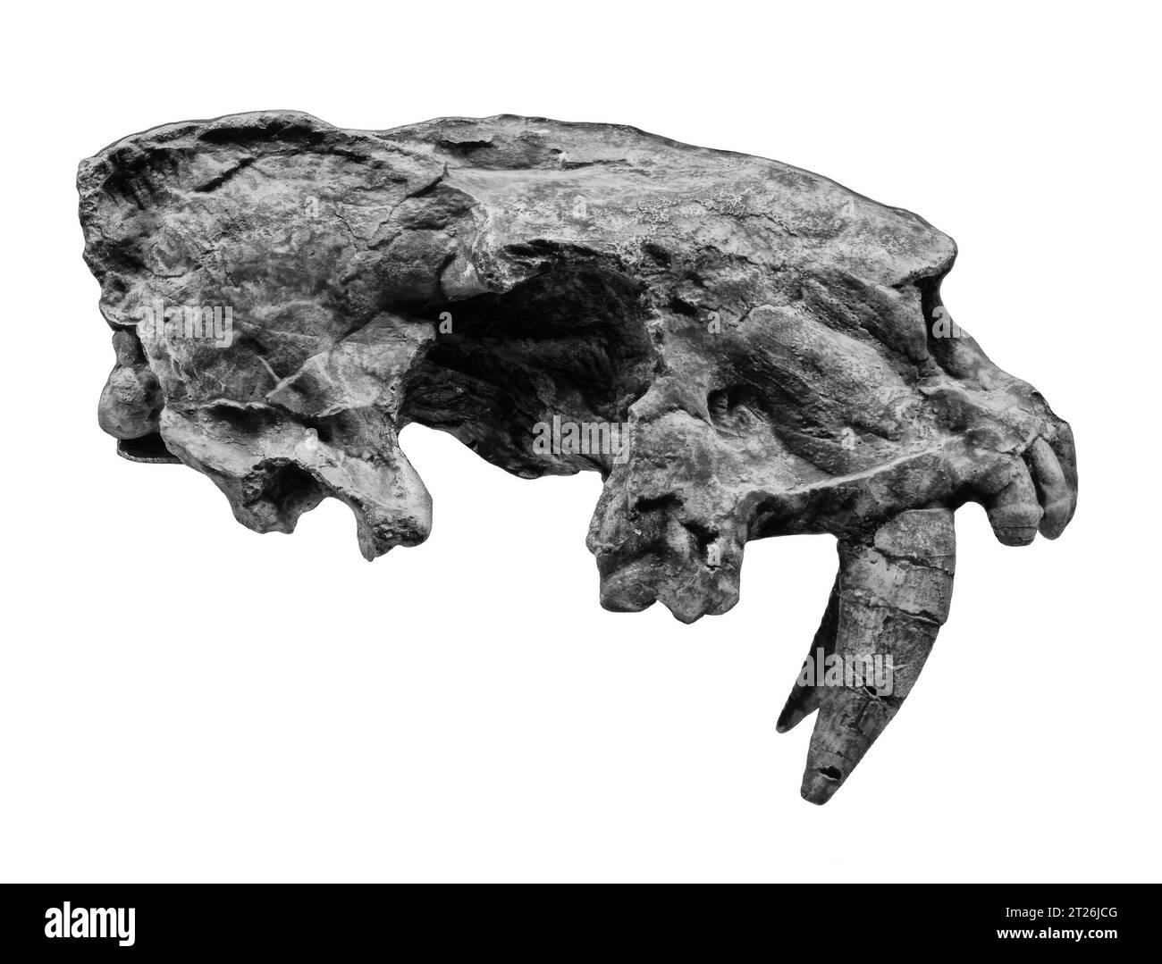 Foto Schädelräuber Homotherium, Homotherium crenatidens Fabrini, fossile Tiere, Paläontologie Stockfoto
