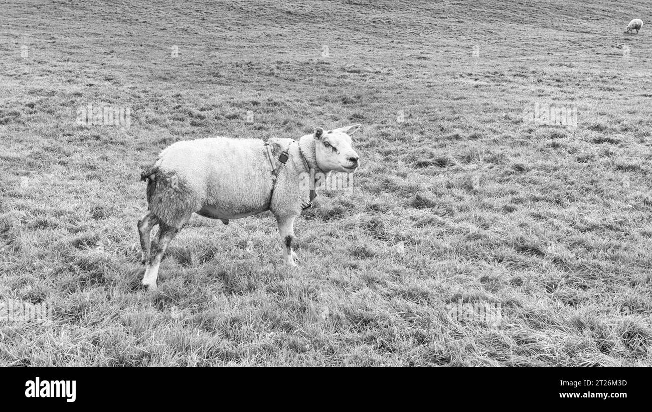 Die Hochsaison läuft im Oktober in den Yorkshire Dales. Hier ist ein Kabelstrang, der das Mutterstück markiert, um zu bestätigen, dass die Verbindung stattgefunden hat. Stockfoto