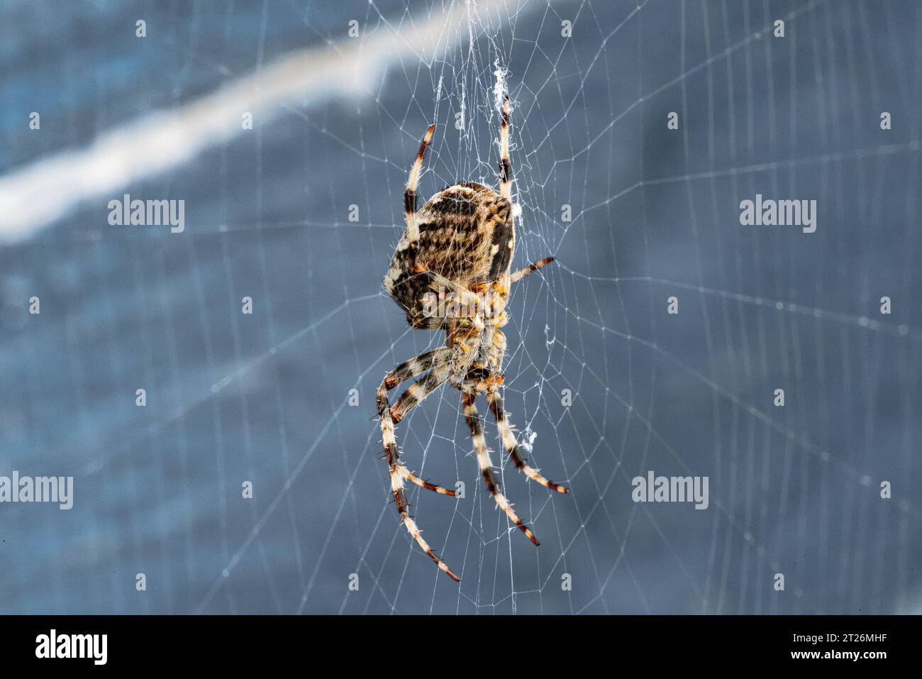 Das Bild zeigt eine Unteransicht der Gartenspinne Araneus diadematus auf blauem Hintergrund. Stockfoto