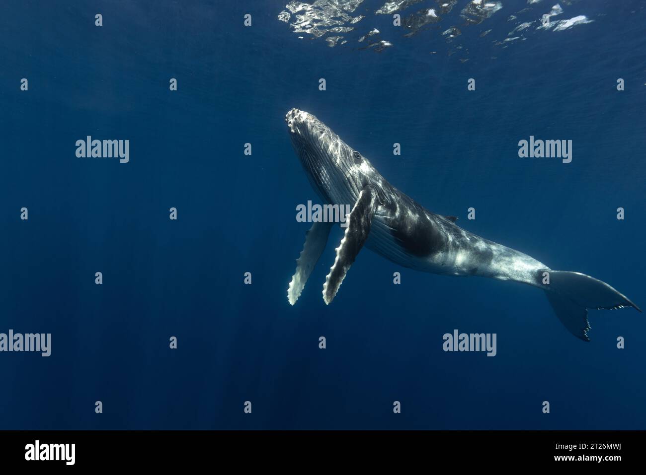 Buckelwal im tiefblauen Wasser von Tonga. Stockfoto