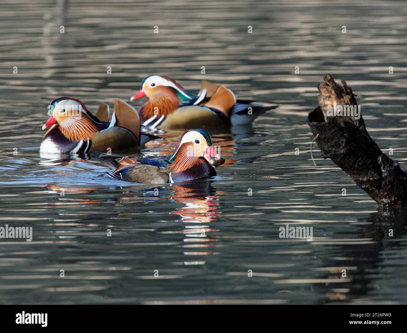 Mandarinente (Aix galericulata) drake schwimmt mit einer Eichel, nach der sie getaucht ist, in einem Waldteich, der von anderen beobachtet wird, Forest of Dean, Gloucestershire. Stockfoto