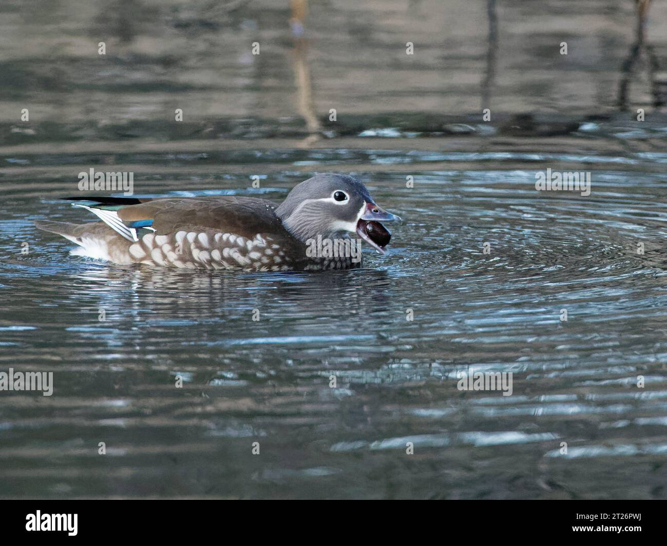 Mandarinente (Aix galericulata) schwimmt mit einer Eichel, nach der sie in einem Waldteich getaucht ist, Forest of Dean, Gloucestershire, Großbritannien, Januar. Stockfoto